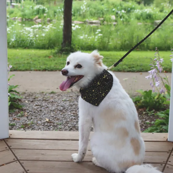 Accent Metallic Over the Collar Dog Bandana