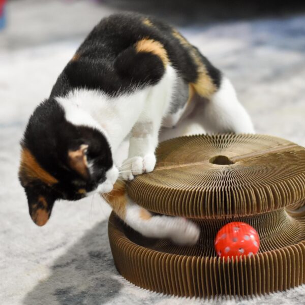 Turbo  Transform It! Cat Toys