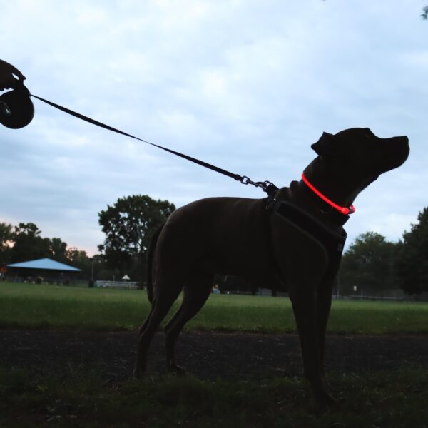 USB Light-Up Neck Ring