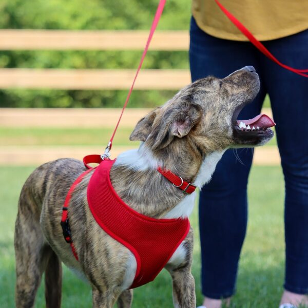 Coastal  Single-Ply Dog Collar