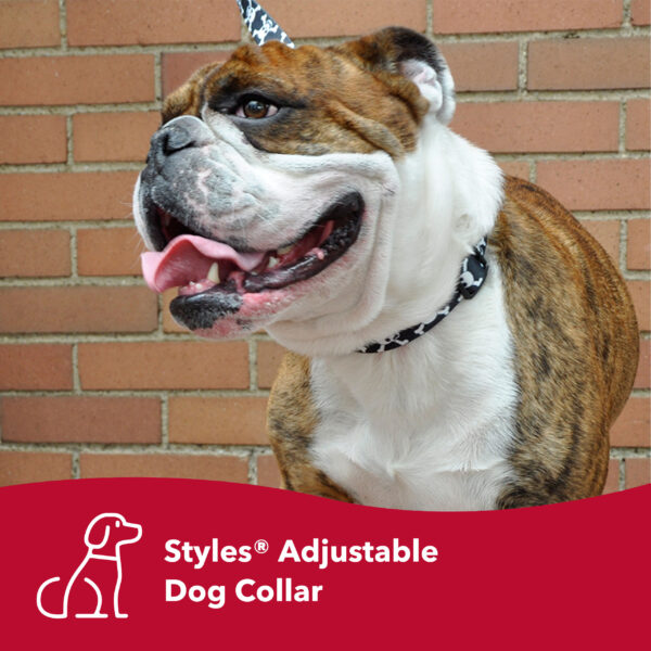 Styles Adjustable Dog Collar