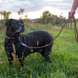 K9 Explorer  Reflective Braided Rope Snap Dog Leash