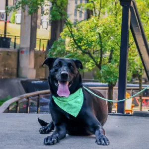 Accent Metallic Over the Collar Dog Bandana