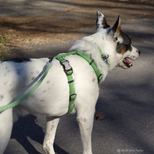 K9 Explorer   Brights Reflective Front-Connect Harness