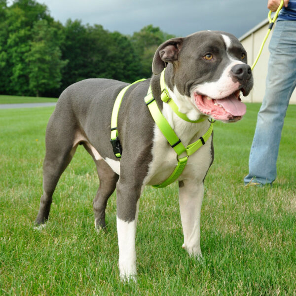 Standard Adjustable Dog Harness