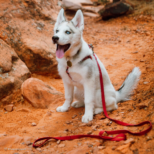 New Earth  Soy Dog Leash