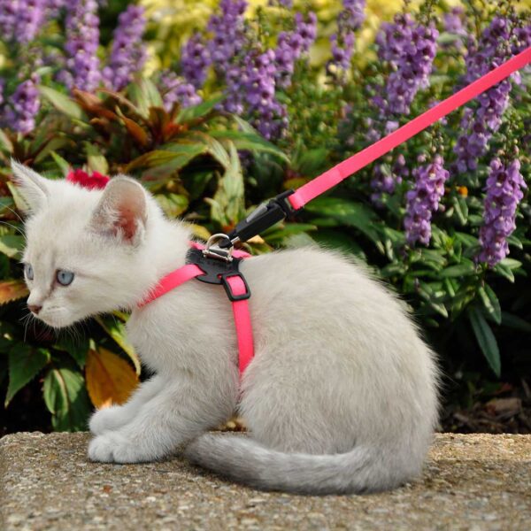 Lil Pals  Adjustable Kitten Harness and 6 Leash Combo