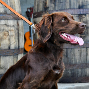 Circle T  Oak Tanned Leather Dog Leash