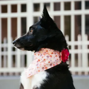 Accent Metallic Over the Collar Dog Bandana