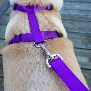 Standard Adjustable Dog Harness