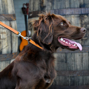 Circle T  Oak Tanned Leather Town Dog Collar