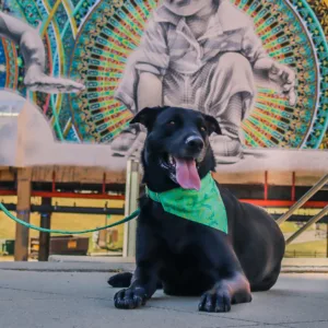 Accent Metallic Over the Collar Dog Bandana